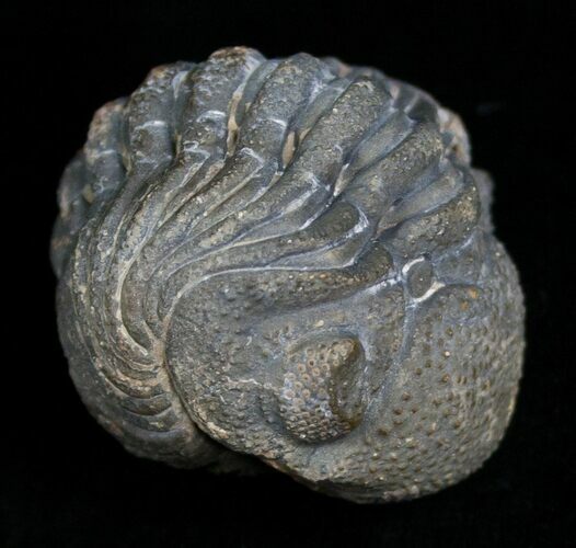 Enrolled Barrandeops (Phacops) Trilobite from Morocco #5083